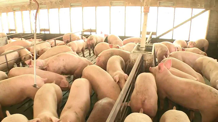 Hog Production at Smithfield Foods - DayDayNews