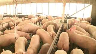 Hog Production at Smithfield Foods Learn more about how we raise pigs at Smithfield Foods., From YouTubeVideos