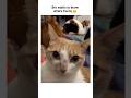 Bro's like it's my Fault 😭 #funnyvideos #funnycats #cat