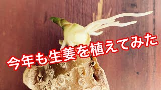 今年も生姜種をプランターに植えたよ〜