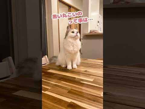 あのおっさんすごい技使いよるな…【おしゃべりする猫】 #Shorts