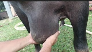 Traumatic reticuloperitonitis in buffalo l TRP l dr umar khan