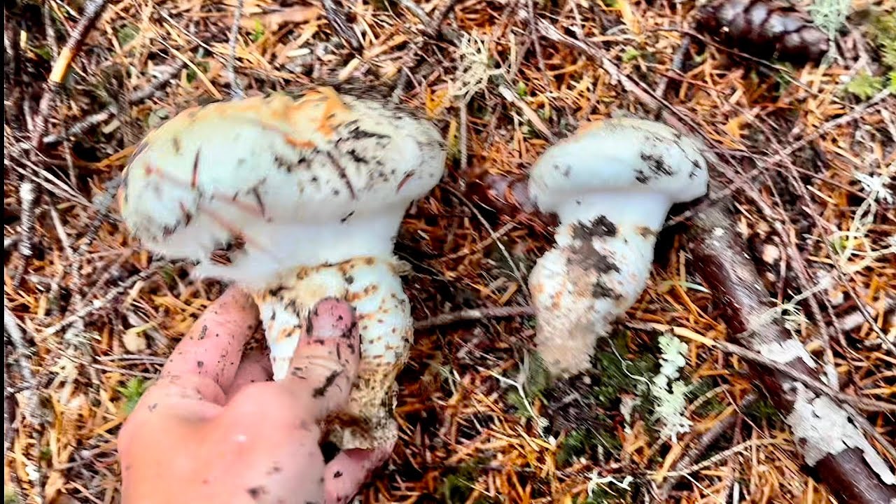 Late October Mushroom Hunting For Matsutake And Chanterelle in