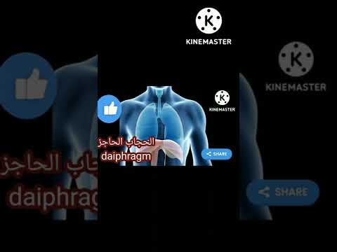الحجاب الحاجز بالانجليزي رابعة ابتدائي المنهج الجديد