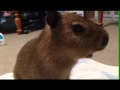 Baby Capybara Squeaking