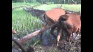 pak Tani - Koes Plus