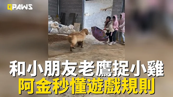 金毛和小朋友們一起玩老鷹捉小雞遊戲，輕鬆掌握遊戲規則和技巧，發揮優勢讓老鷹無從下手 - 天天要聞