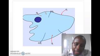 Lesson 6 Characteristics of respiratory Srufaces and Gaseous exchange in Protozoa