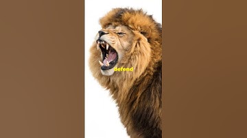 Unleash Your Inner Lion: Overcome Fear #motivation #inspirational #fear #fearless #lion #overcome