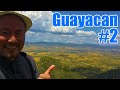 Florecimiento de Guayacanes (2/2) Al 100% en Mirador & Cocodrilo Salvaje