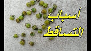 سبب سقوط ثمر النخيل وسقوط البلح