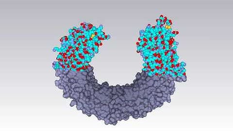 Molecular surface of toll-like receptor