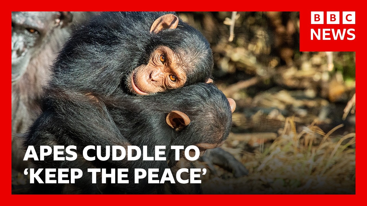 Great Apes kiss and cuddle to keep the peace, says study | BBC News