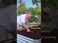 Crops to plant for fall