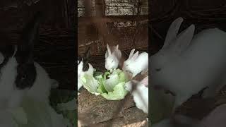 Cute Animal Rabbits as Pets Video .