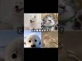 どの動物が好き？#犬 #猫 #動物 #リス #アザラシ