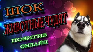 Приколы 2018. Лучшие приколы с животными и детьми которые Вы наверняка не видели. Видео приколы Приколы 2018. Лучшие приколы с животными и детьми которые Вы наверняка не видели. Видео приколы
