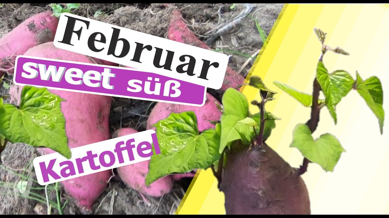 Süßkartoffel Ernten Süßkartoffel Ernten