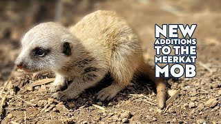 New Additions to the Meerkat Mob