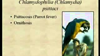 Bacteriology16.flv