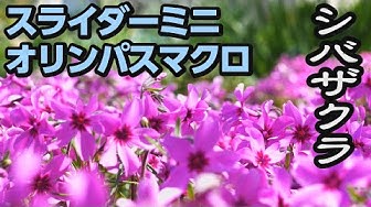 シバザクラ Youtube