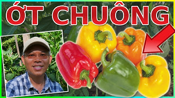 Cách trồng ỚT CHUÔNG. Ngắt ngọn? Đóng trụ? Phân gì?