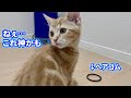ヘアゴムで遊ぶ子猫が可愛いすぎる