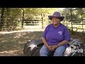 Horse therapy and healing with debra wheaton