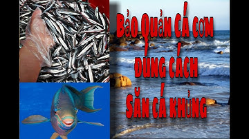 Mê Câu Cá 79 | Hướng dẫn bảo quản cá cơm|Câu Cá Cát sỏi,rạng|Câu cá biển Nha Trang