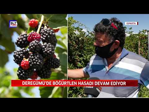 DEREGÜMÜ’DE BÖĞÜRTLEN HASADI