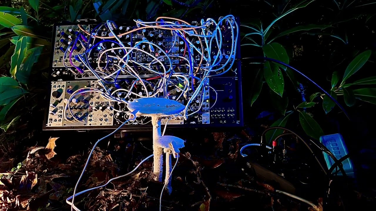 Five Minutes Of The Worlds Deadliest Mushroom Talking: Fungal Biodata Sonification Modular Synth