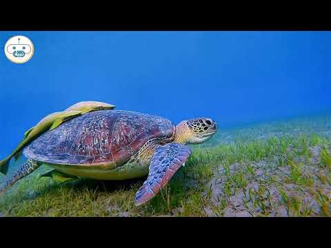 أشكال التكافل بين الكائنات الحية في النظام البيئي