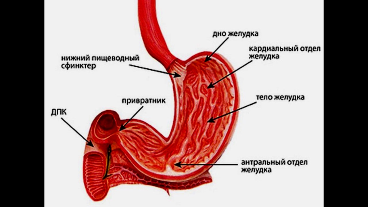 Кардиальный латынь