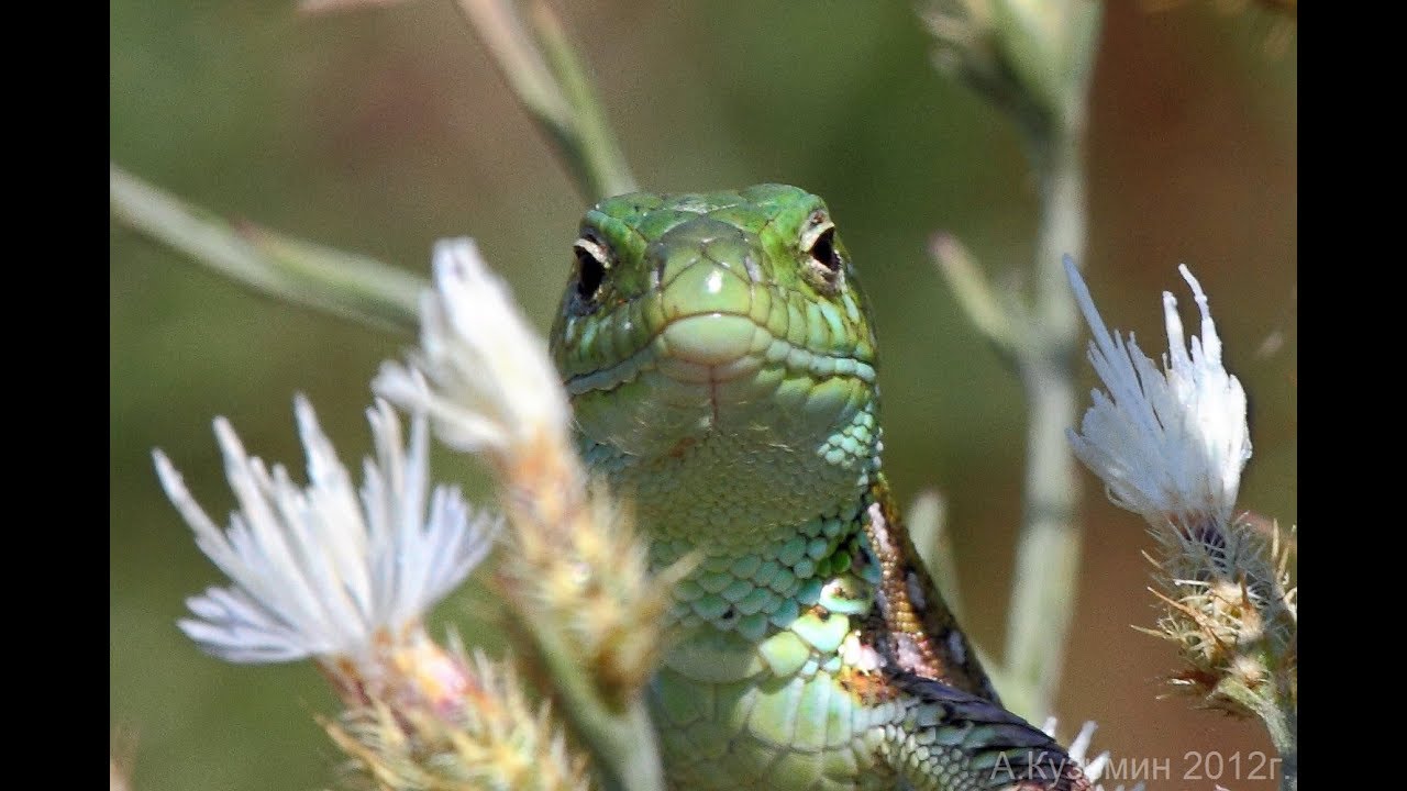 Уход и содержание прытких ящериц
