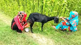 Goats Milk Collecting By Beautiful Two Girl New Hand Milking