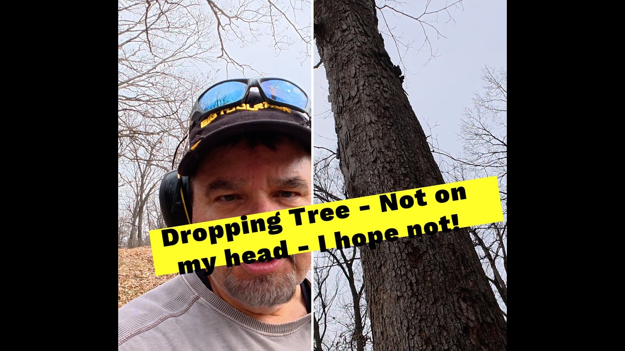 Bringing Down a Large Tree - Almost Messed Up Bad - YouTube