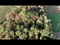 Kollaps der Buchen