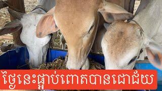 ដើមពោតផ្អាប់ធ្វើស្រួលទុកបានយូ