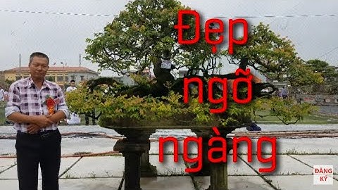 SH.1629.Quá Bất ngờ trước cây Khế có một không hai tại triển lãm Hải Hậu.Nam Định 25/8/2018