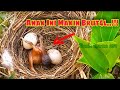 Anak Burung Kedasih Makin Kejam Dan Brut4l - Cuckoo Bird A Cruel And Greedy Child