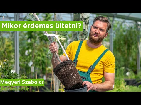 Videó: Mikor érdemes szobanövényeket kiültetni?