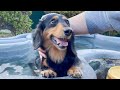 お風呂大好きな愛犬と温泉に行ったらニコニコすぎた【ダックスフンド】