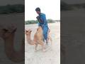 كان رجل راكب ا على صغير الناقة Camel Youtubeshorts Viral 