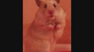 Funny hamsters - Funny hamster video ! Part 3