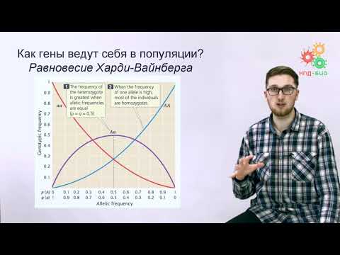 Видео: Дефектный ангиогенез у мышей-мутантов CXCL12 нарушает регенерацию скелетных мышц