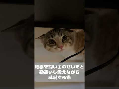 震度6の地震を飼い主が起こしたと勘違いしイカ耳で震えながら威嚇する猫 #shorts #猫 #cat