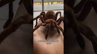 The Biggest Spider on Earth! Goliath Birdeater #spider #animalfacts #birdeater