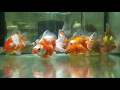 Assorted Ryukin ~ 5-6cm SPECIAL OFFER