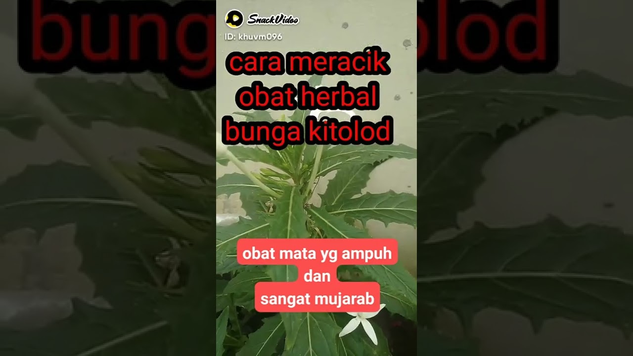 bunga kitolod atau bunga katarak, terubukti bisa mengobati iritasi mata