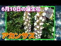 ++ 50 ++ アカンサス 6 月 10 日 誕生 花 346382